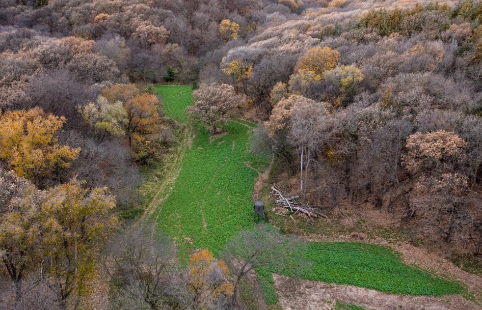 Aerial view of a green food plot cut into woods