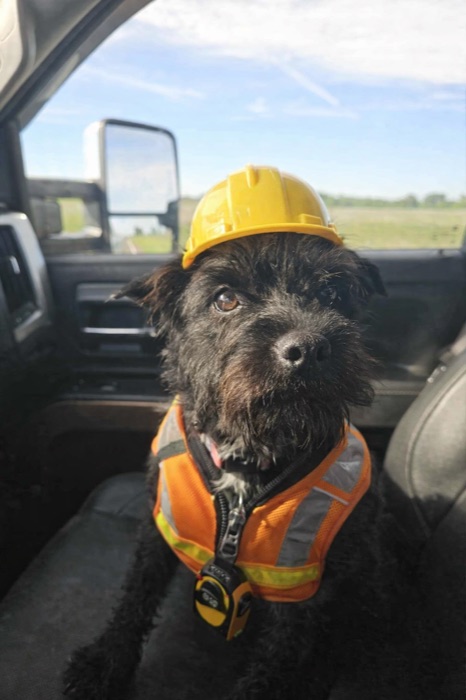 Willie Gary, a Patterdale Terrier in a hard hat and safety vest