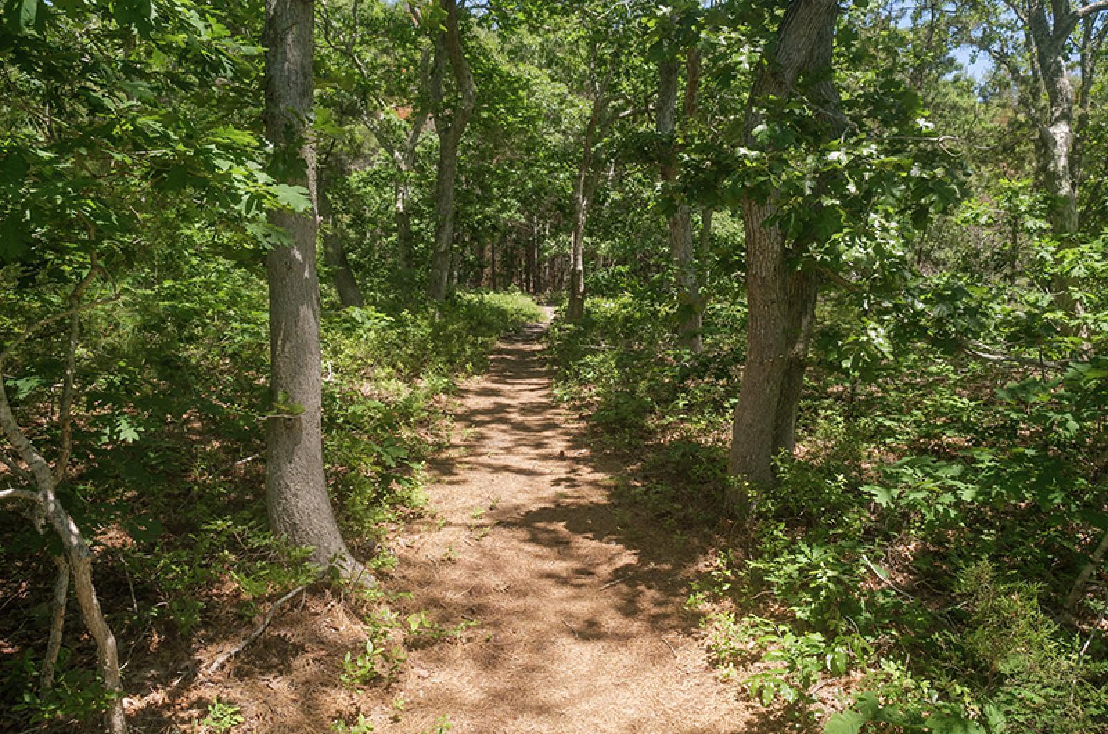 ml_state_forest_trail_1